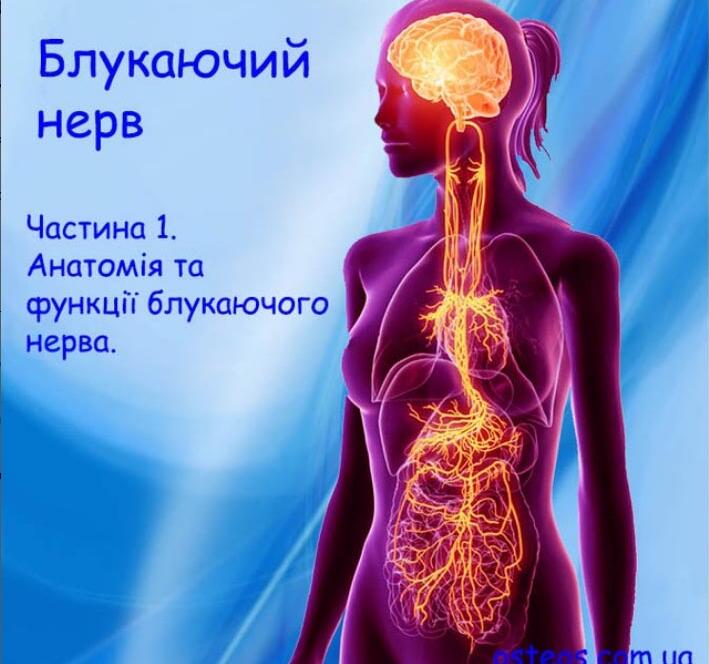 Анатомия блуждающего нерва