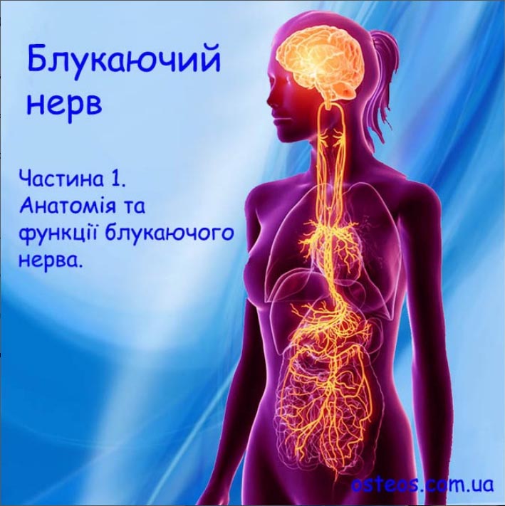 Анатомия блуждающего нерва