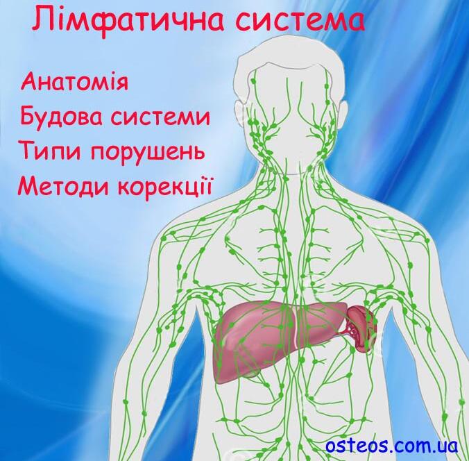 Лімфатична система - це "каналізація" нашого тіла. Велика кількість відходів виділяється у лімфу з крові. Плазма крові, тобто рідка частина крові, омиває клітини нашого тіла, щоб вони могли отримувати необхідні живильні речовини з міжклітинного простору. Не потрібні речовини та відходи життєдіяльності поглинаються лімфатичною системою та виводяться. Ці «відходи» остаточно видаляються через наші органи детоксикації: печінку та нирки.
